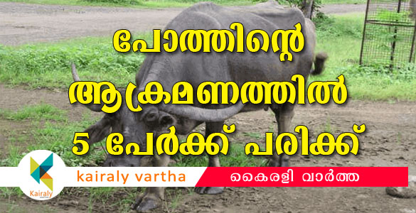 കൂട്ടിക്കലിൽ അറവു ശാലയിലെ പോത്ത് വിരണ്ട് ഓടി: രണ്ടു പേർക്ക് കുത്തേറ്റു; മുന്നു പേർക്ക് പരിക്ക്