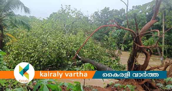 റോഡ് തോടായി, കടപുഴകി വൻമരവും: മരങ്ങാട്ടുപിള്ളി - ശാന്തിനഗര്‍ ഫാം റോഡില്‍ യാത്രാതടസം