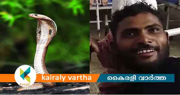 കടിച്ച പാമ്പിനെ തിരിച്ചു കടിച്ച് യുവാവ്: പാമ്പ് ചത്തു; യുവാവ് ആശുപത്രിയില്‍