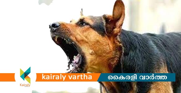വീണ്ടും പേവിഷബാധയേറ്റ് മരണം; കരുമാടിയിൽ പത്താം ക്ലാസ് വിദ്യാർഥി മരിച്ചു