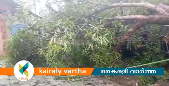 കോട്ടയത്ത് ഓട്ടോറിക്ഷ സ്റ്റാൻഡിന് സമീപം നിന്ന മരം നിരവധി വാഹനങ്ങൾക്ക് മുകളിലേക്ക് വീണു