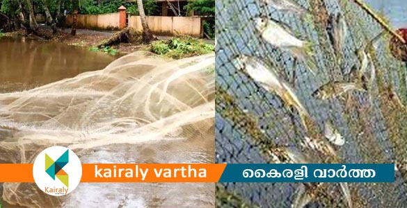 ഊത്തപിടിത്തം നിയമവിരുദ്ധം; കർശന നടപടിയെന്നു ഫിഷറീസ് വകുപ്പ്