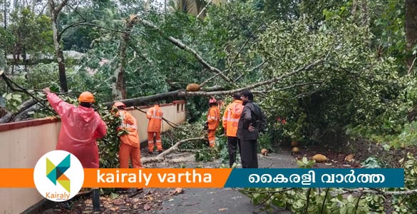 കല്ലറയില്‍ ചുഴലിക്കാറ്റ്; മരങ്ങൾ ഒടിഞ്ഞു വീണു വ്യാപക നാശനഷ്ടം