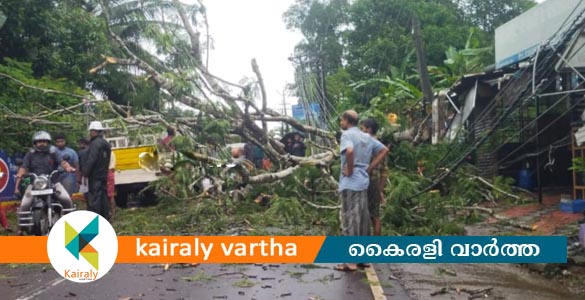 മണർകാട് ഓടിക്കൊണ്ടിരുന്ന പിക്കപ് വാനിനു മുകളിലേക്കു മരം കടപുഴകി വീണു