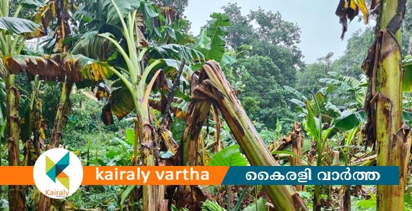 കാലവർഷക്കെടുതി : കാർഷികമേഖലയിൽ 4.27 കോടി രൂപയുടെ നഷ്ടം