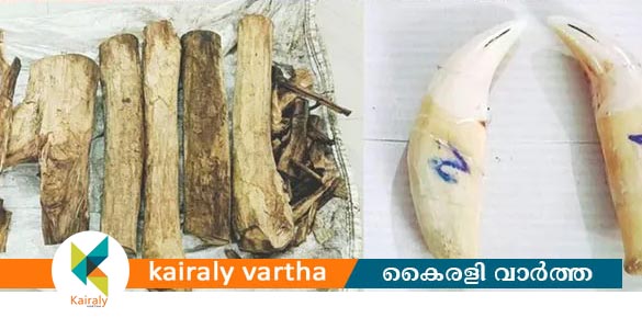 അട്ടപ്പാടിയിൽ പുലിപ്പല്ലും ചന്ദനവുമായി വനംവകുപ്പ് മുൻവാച്ചർ ഉൾപ്പടെ 3 പേർ പിടിയിൽ