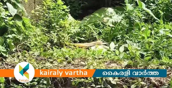 ചേമ്പിലയിൽ പൊതിഞ്ഞ് നവജാത ശിശുവിനെ വലിച്ചെറിഞ്ഞു; അവിവാഹിതയായ അമ്മയ്ക്കെതിരെ കൊലക്കുറ്റം