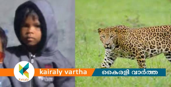 വാല്‍പ്പാറയില്‍ വീട്ടുമുറ്റത്ത് കളിച്ചു കൊണ്ടിരുന്ന നാലു വയസുകാരിയെ പുലി കടിച്ചു കൊണ്ടുപോയി‍‍