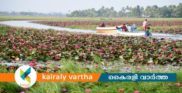 മനം മയക്കും മലരിക്കൽ; ആമ്പൽ  ടൂറിസം കാണാൻ മന്ത്രി  മുഹമ്മദ് റിയാസ് ചൊവ്വാഴ്ച എത്തും