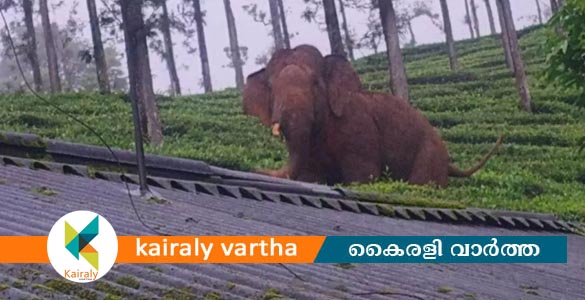 നീലഗിരിയിൽ കാട്ടാന ആക്രമണം; എസ്റ്റേറ്റ് തൊഴിലാളി കൊല്ലപ്പെട്ടു