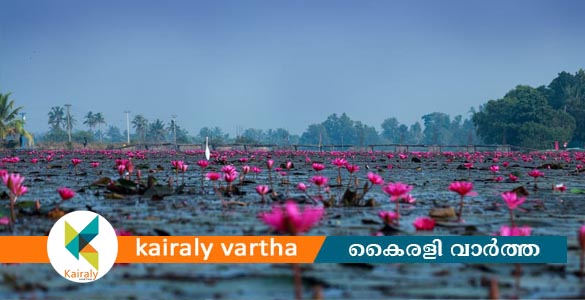 എഴുമാന്തുരുത്ത് ആമ്പൽ വസന്തം ഒരുങ്ങുന്നു