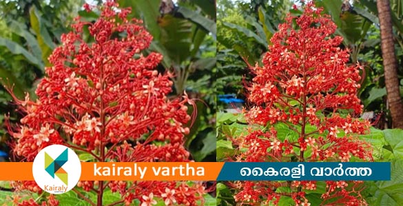 ചിങ്ങമാസത്തിൻ്റെ വരവ് അറിയിച്ച് നാട്ടിൽ പുറങ്ങളിലെ പറമ്പുകളിൽ കൃഷണകിരീട പൂവുകൾ വിടർന്നു