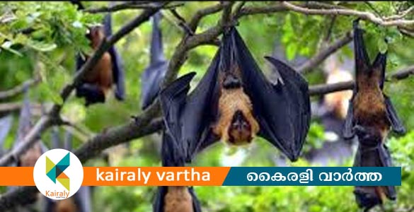 തമിഴ്നാട്ടിൽ പഴംതീനി വവ്വാലുകളെ കൊന്ന് കോഴിയിറച്ചിയെന്ന വ്യാജേന വിറ്റു: രണ്ട് പേർ അറസ്റ്റില്‍