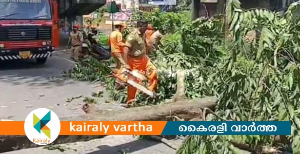 പാലാ റിവർ വ്യൂ റോഡിൽ  ആർ വി പാർക്കിൽ മണ്ണ് മാറ്റുന്നതിനിടെ മരം കടപുഴകി വീണു അപകടം