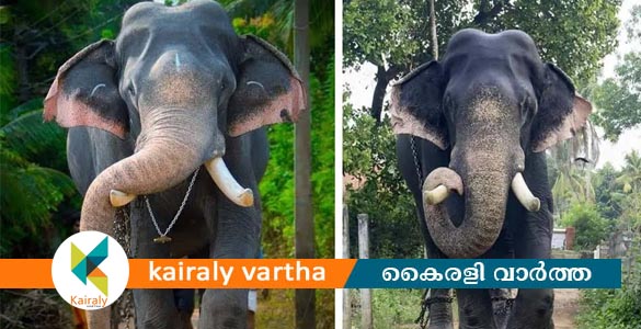കൊമ്പന്‍ ഈരാറ്റുപേട്ട അയ്യപ്പന്‍ ചരിഞ്ഞു