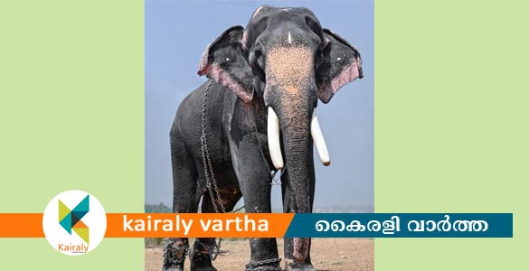 കൊമ്പൻ കിരൺ നാരായണൻ കുട്ടി ചരിഞ്ഞു