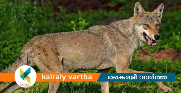 ചെന്നായ ആക്രമണം; ബഹ്‌റൈച്ചിൽ വീട്ടിൽ ഉറങ്ങി കിടന്ന കുട്ടിയെ കടിച്ചു കൊണ്ടുപോയി