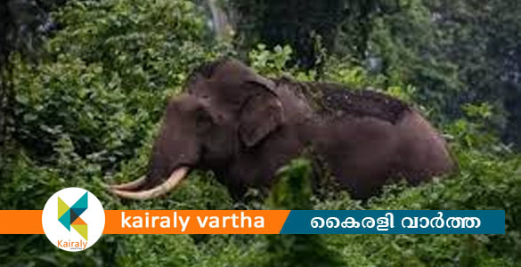 തിരുനെല്ലിയില്&zwj; കാട്ടാന ആക്രമണം; ആദിവാസി മധ്യവയസ്&zwnj;ക കൊല്ലപ്പെട്ടു