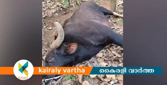 മുണ്ടക്കയത്ത് കാട്ടുപോത്തിനെ ചത്ത നിലയില്&zwj; കണ്ടെത്തി