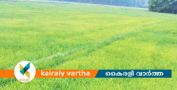 കുമിൾരോഗം വ്യാപകമാകുന്നു: ഏറ്റുമാനൂരിലെ നെൽകർഷകർ ആശങ്കയിൽ