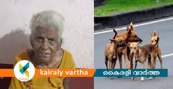 തൃശൂരില്&zwj; വയോധികയെ കടിച്ചുകൊന്ന നായയെ പിടികൂടി