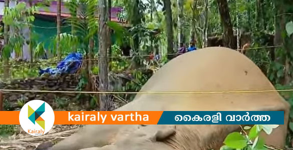 കാർഷെഡ്ഡ്&zwnj; തകർക്കുന്നതിനിടെ കമ്പി തുളഞ്ഞു കയറി; പെരുവണ്ണാമുഴിയില്&zwj; കാട്ടാന ചരിഞ്ഞു