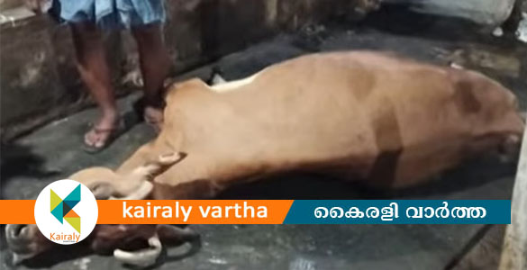 കടുത്ത ചൂട്; വെച്ചൂരിൽ പത്ത് വയസ് പ്രായമുള്ള പശു ചത്തു