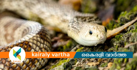 പാലായിൽ വീട്ടമ്മയ്ക്ക് പാമ്പ് കടിയേറ്റു