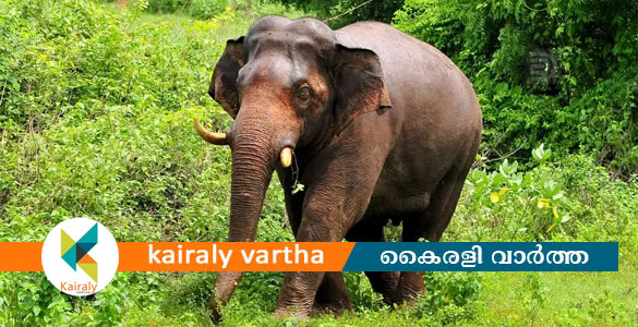 ഗൂഡല്ലൂരിൽ കാട്ടാന ആക്രമണത്തിൽ വയോധികൻ കൊല്ലപ്പെട്ടു