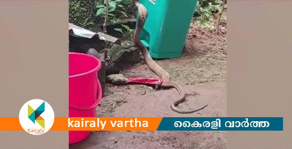 കാഞ്ഞിരപ്പള്ളിയിൽ അങ്കണവാടി മുറ്റത്ത് മൂർഖൻ പാമ്പ്; പി​ഞ്ചു​കു​ട്ടി​ക​ളും ര​ക്ഷി​താ​ക്ക​ളും ഭീ​തി​യി​ൽ