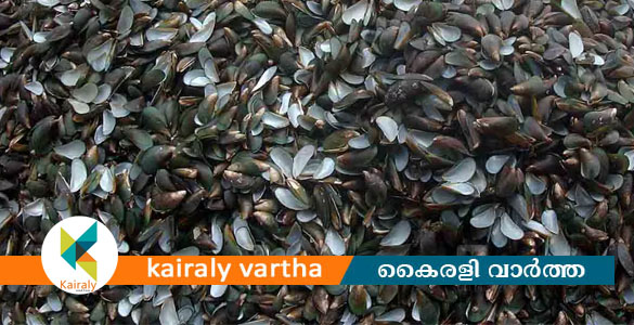 വൈക്കത്ത് പെർമിറ്റ് ഇല്ലാതെ കടത്തിയ 20 ടൺ കക്കാത്തോട് പിടികൂടി