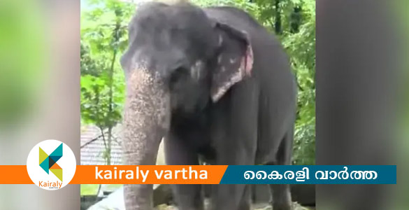 കോന്നി ആനക്കൂട്ടിൽ പാപ്പാനെ ആന ചവിട്ടിക്കൊന്നു