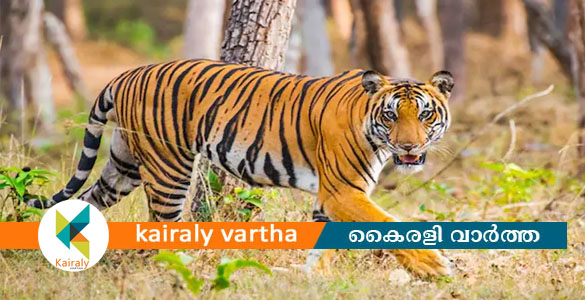 ഗൂഡല്ലൂരിൽ കടുവ ആക്രമണത്തിൽ തോട്ടം തൊഴിലാളി കൊല്ലപ്പെട്ടു