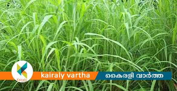 തീറ്റപ്പുൽ കൃഷി: ഓഗസ്റ്റ് 20 വരെ അപേക്ഷിക്കാം