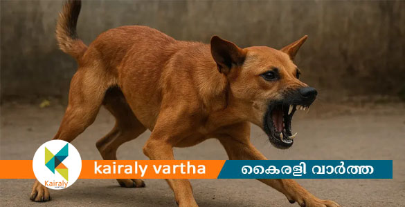 തിരൂരില്&zwj; വീട്ടുമുറ്റത്ത് കളിക്കുകയായിരുന്ന നാല് വയസ്സുകാരനെ തെരുവുനായ കടിച്ചുകീറി