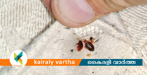 മൂട്ടശല്യം കാരണം ഉറക്കം നഷ്ടമായി; 30,000 രൂപ നഷ്ടപരിഹാരം നല്&zwj;കാന്&zwj; ഉത്തരവ്